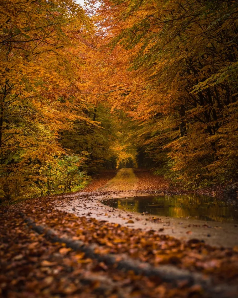 Odmor za oči, priroda kao lijek: Nekima se čini kao da se jesen ove te&scaron;ke godine posebno potrudila