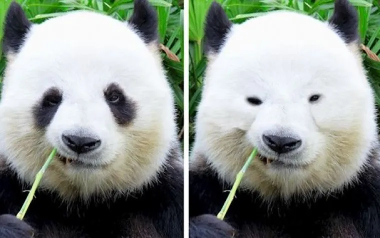 Za ne povjerovati: Evo kako bi životinje izgledale bez prepoznatljivih &scaron;ara