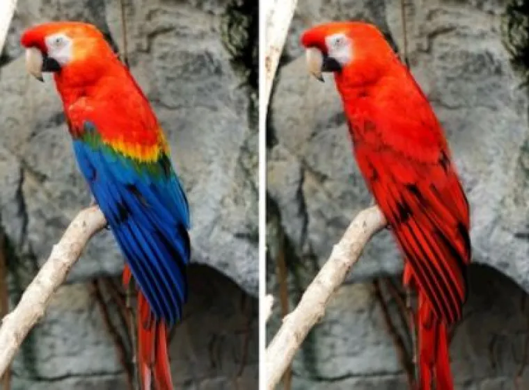 Za ne povjerovati: Evo kako bi životinje izgledale bez prepoznatljivih &scaron;ara