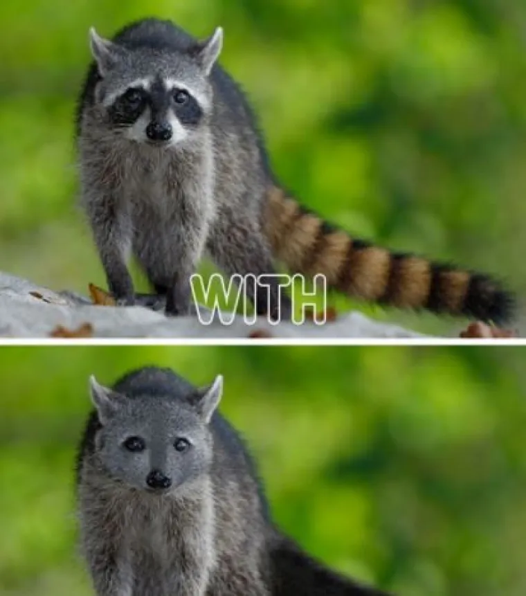 Za ne povjerovati: Evo kako bi životinje izgledale bez prepoznatljivih &scaron;ara