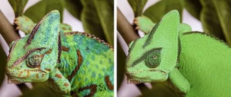 Za ne povjerovati: Evo kako bi životinje izgledale bez prepoznatljivih &scaron;ara