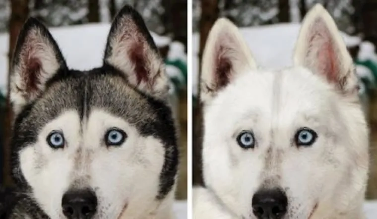 Za ne povjerovati: Evo kako bi životinje izgledale bez prepoznatljivih &scaron;ara