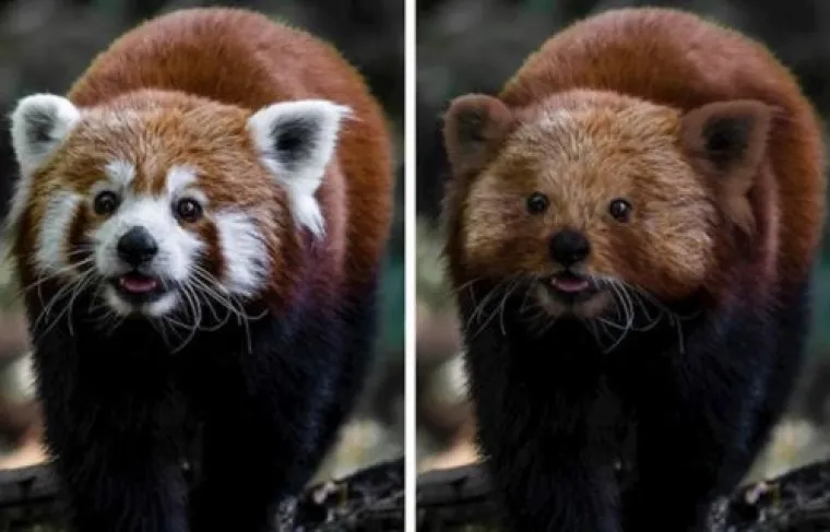 Za ne povjerovati: Evo kako bi životinje izgledale bez prepoznatljivih &scaron;ara