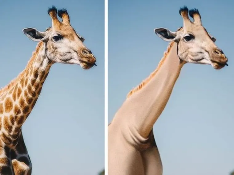 Za ne povjerovati: Evo kako bi životinje izgledale bez prepoznatljivih &scaron;ara