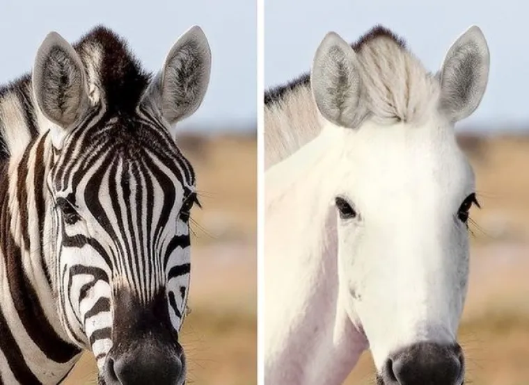 Za ne povjerovati: Evo kako bi životinje izgledale bez prepoznatljivih &scaron;ara