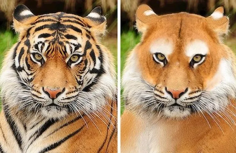 Za ne povjerovati: Evo kako bi životinje izgledale bez prepoznatljivih &scaron;ara