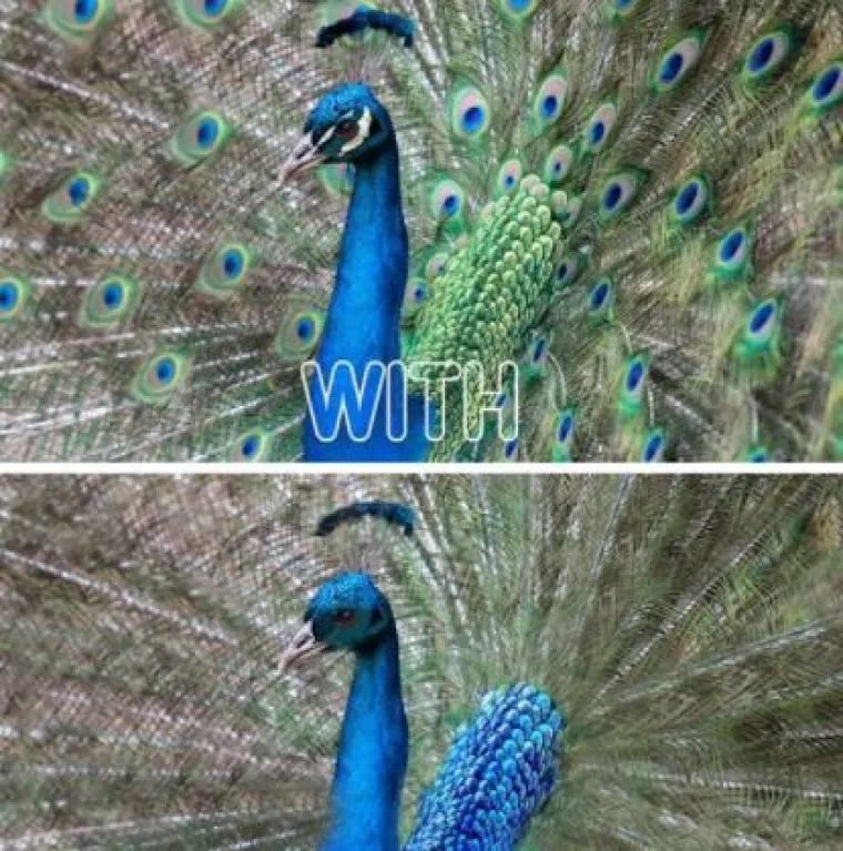 Za ne povjerovati: Evo kako bi životinje izgledale bez prepoznatljivih &scaron;ara