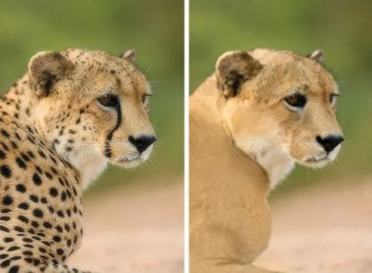 Za ne povjerovati: Evo kako bi životinje izgledale bez prepoznatljivih &scaron;ara