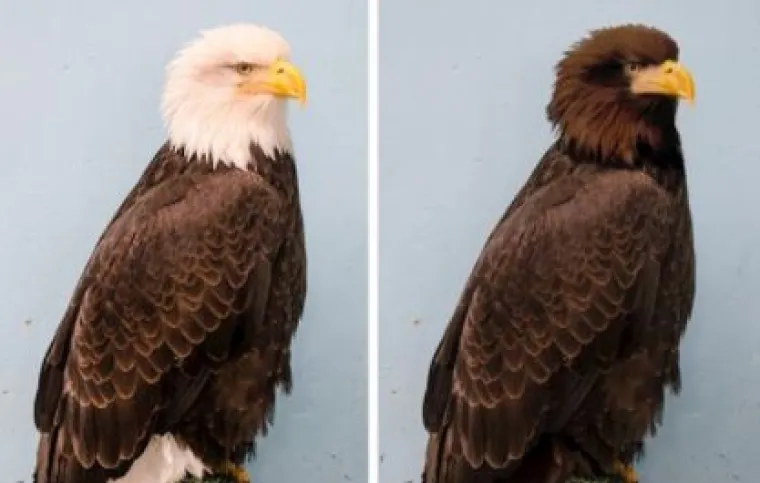 Za ne povjerovati: Evo kako bi životinje izgledale bez prepoznatljivih &scaron;ara