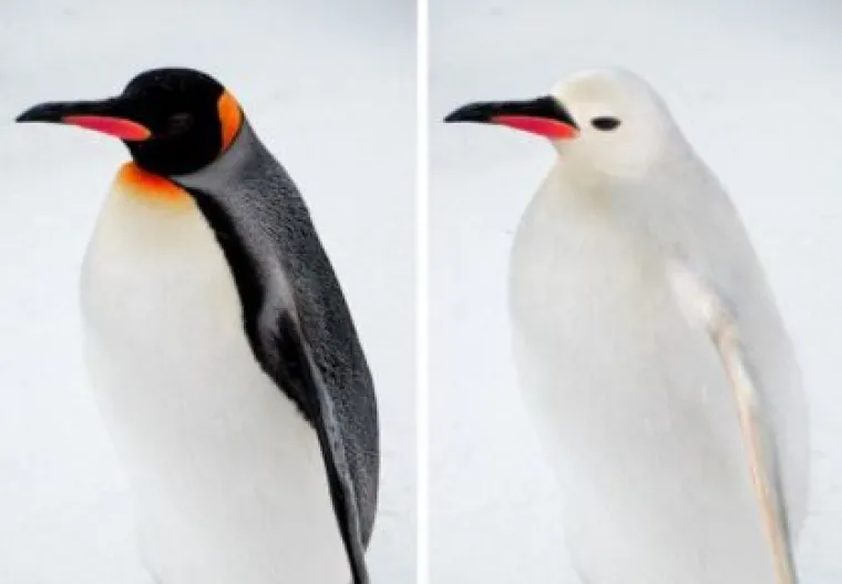 Za ne povjerovati: Evo kako bi životinje izgledale bez prepoznatljivih &scaron;ara