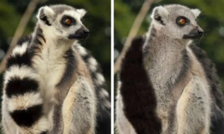 Za ne povjerovati: Evo kako bi životinje izgledale bez prepoznatljivih &scaron;ara