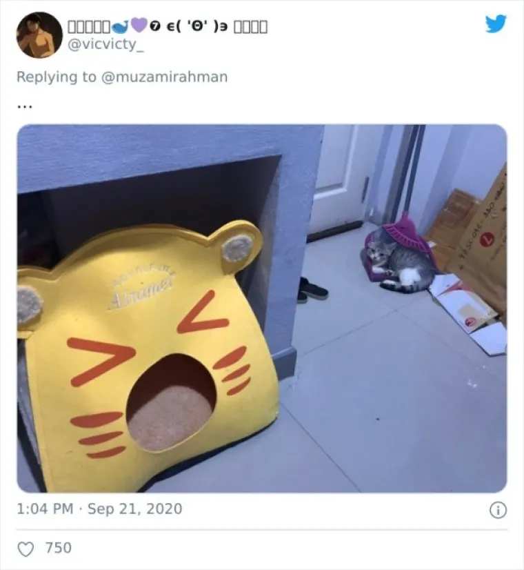 ONE SU UVIJEK U NEKOM SVOM FILMU: Ove slike bit će itekako poznate svakome tko doma ima mačku