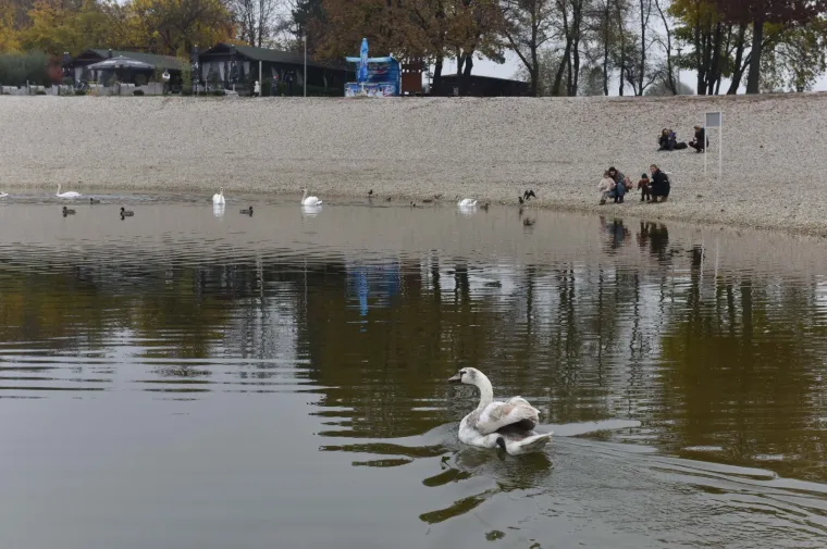 Djelatnici ZOO-a pustili labuda u Bundek nakon &scaron;to su mu iz kljuna izvadili flaks