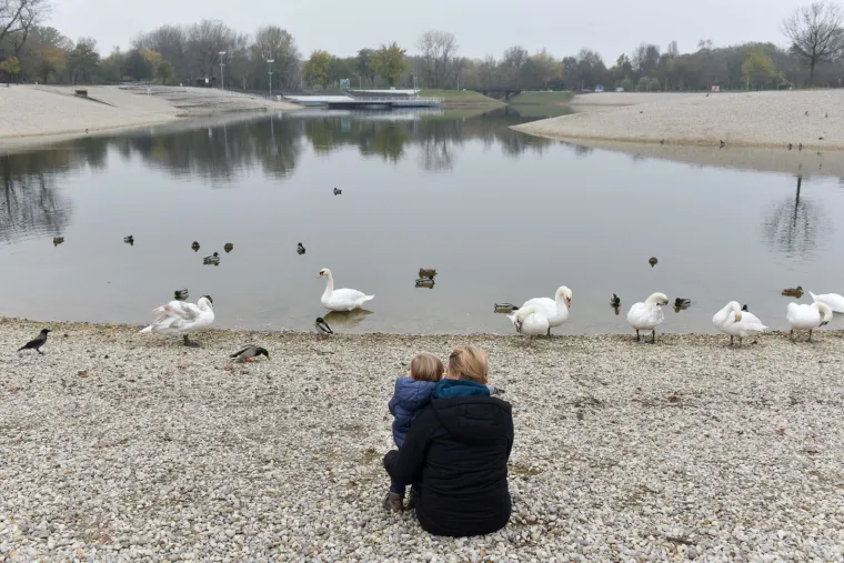 Djelatnici ZOO-a pustili labuda u Bundek nakon &scaron;to su mu iz kljuna izvadili flaks