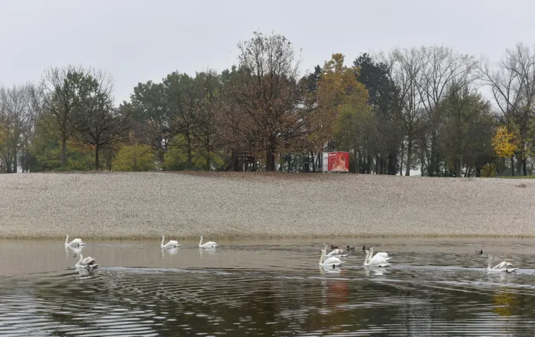 Djelatnici ZOO-a pustili labuda u Bundek nakon &scaron;to su mu iz kljuna izvadili flaks