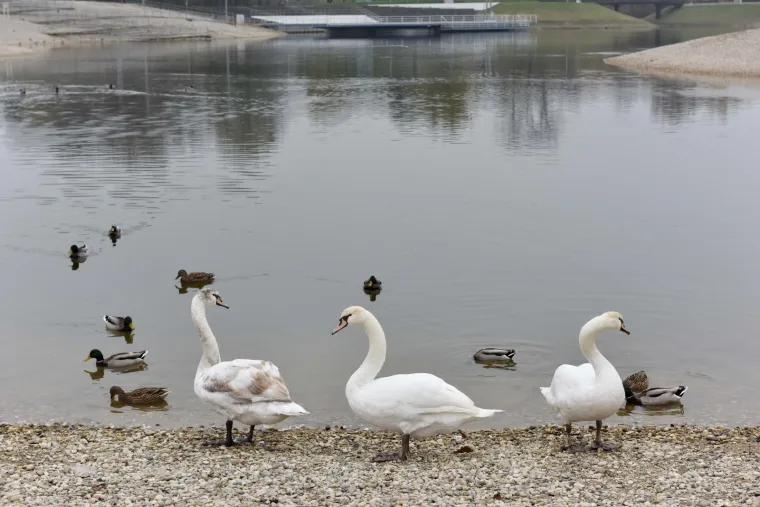 Djelatnici ZOO-a pustili labuda u Bundek nakon &scaron;to su mu iz kljuna izvadili flaks