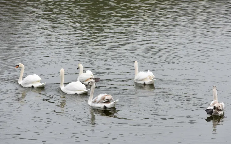 Djelatnici ZOO-a pustili labuda u Bundek nakon &scaron;to su mu iz kljuna izvadili flaks
