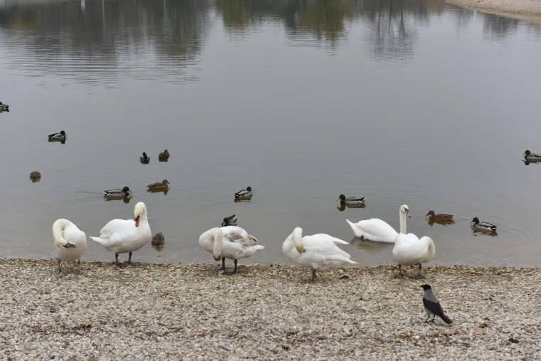 Djelatnici ZOO-a pustili labuda u Bundek nakon &scaron;to su mu iz kljuna izvadili flaks