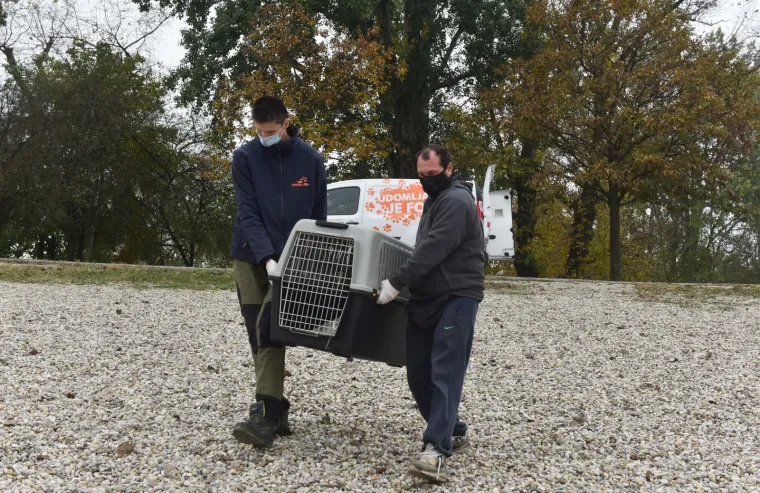 Djelatnici ZOO-a pustili labuda u Bundek nakon &scaron;to su mu iz kljuna izvadili flaks