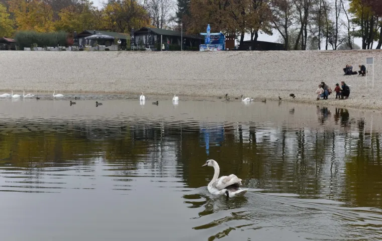 Djelatnici ZOO-a pustili labuda u Bundek nakon &scaron;to su mu iz kljuna izvadili flaks