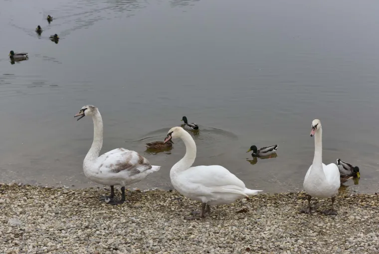 Djelatnici ZOO-a pustili labuda u Bundek nakon &scaron;to su mu iz kljuna izvadili flaks