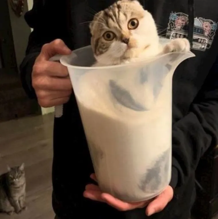 Posebne životinje: Ove slike dokazuju da je život s mačkama sve samo ne dosadan