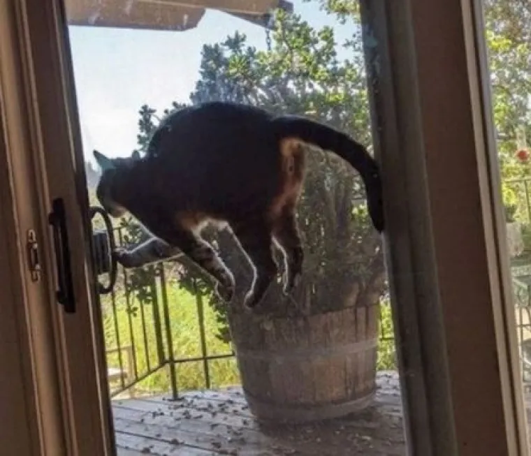 Posebne životinje: Ove slike dokazuju da je život s mačkama sve samo ne dosadan