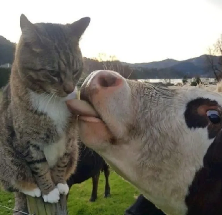 Posebne životinje: Ove slike dokazuju da je život s mačkama sve samo ne dosadan