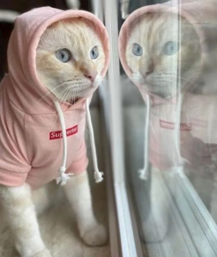 Posebne životinje: Ove slike dokazuju da je život s mačkama sve samo ne dosadan