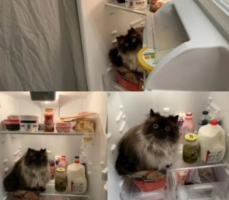 Posebne životinje: Ove slike dokazuju da je život s mačkama sve samo ne dosadan