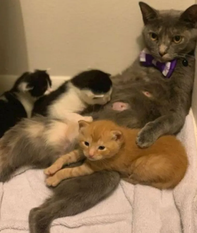 Posebne životinje: Ove slike dokazuju da je život s mačkama sve samo ne dosadan