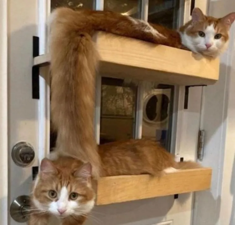 Posebne životinje: Ove slike dokazuju da je život s mačkama sve samo ne dosadan