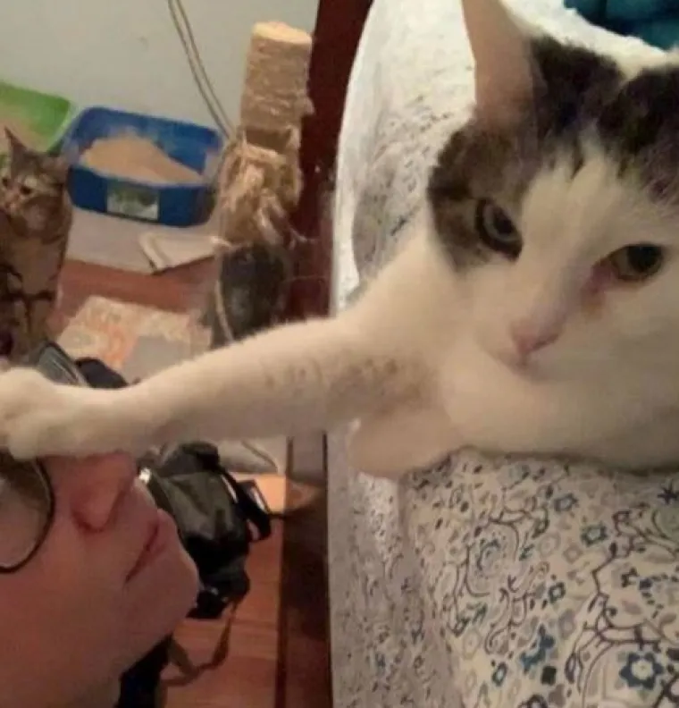 Posebne životinje: Ove slike dokazuju da je život s mačkama sve samo ne dosadan