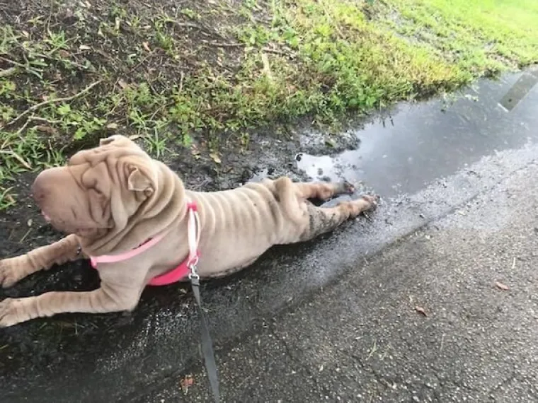JESTE LI ČULI KAD ZA TEORIJU KAOSA? Sigurni smo da nisu imali na umu ovo, ali kaotičnije primjerke te&scaron;ko da ćete naći