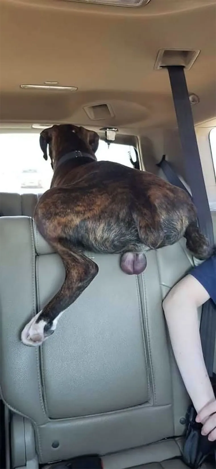 JESTE LI ČULI KAD ZA TEORIJU KAOSA? Sigurni smo da nisu imali na umu ovo, ali kaotičnije primjerke te&scaron;ko da ćete naći