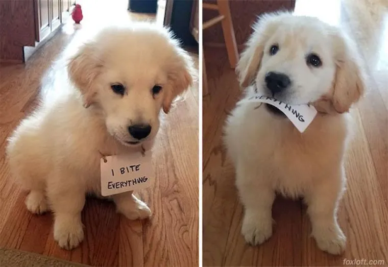 JESTE LI ČULI KAD ZA TEORIJU KAOSA? Sigurni smo da nisu imali na umu ovo, ali kaotičnije primjerke te&scaron;ko da ćete naći