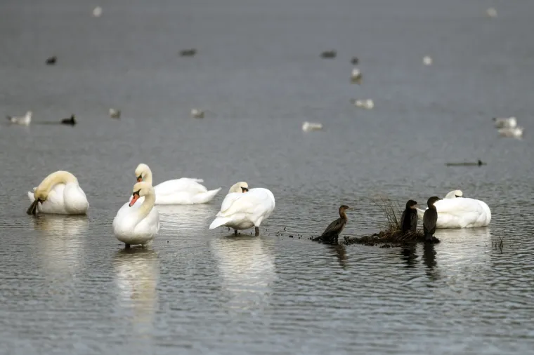 Photo: Hrvoje Jelavic/PIXSELL