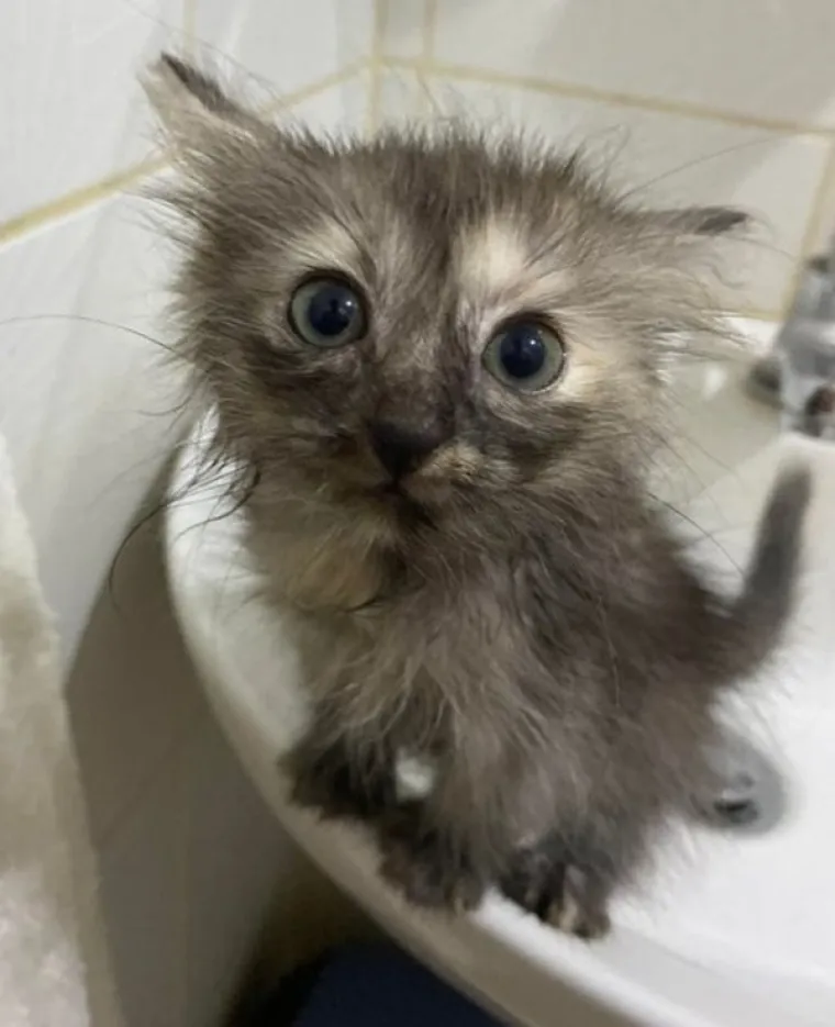 VLASNICI POKAZALI KAKO SU IZGLEDALE NJIHOVE DLAKAVE BEBE: Postoji li ne&scaron;to slađe?