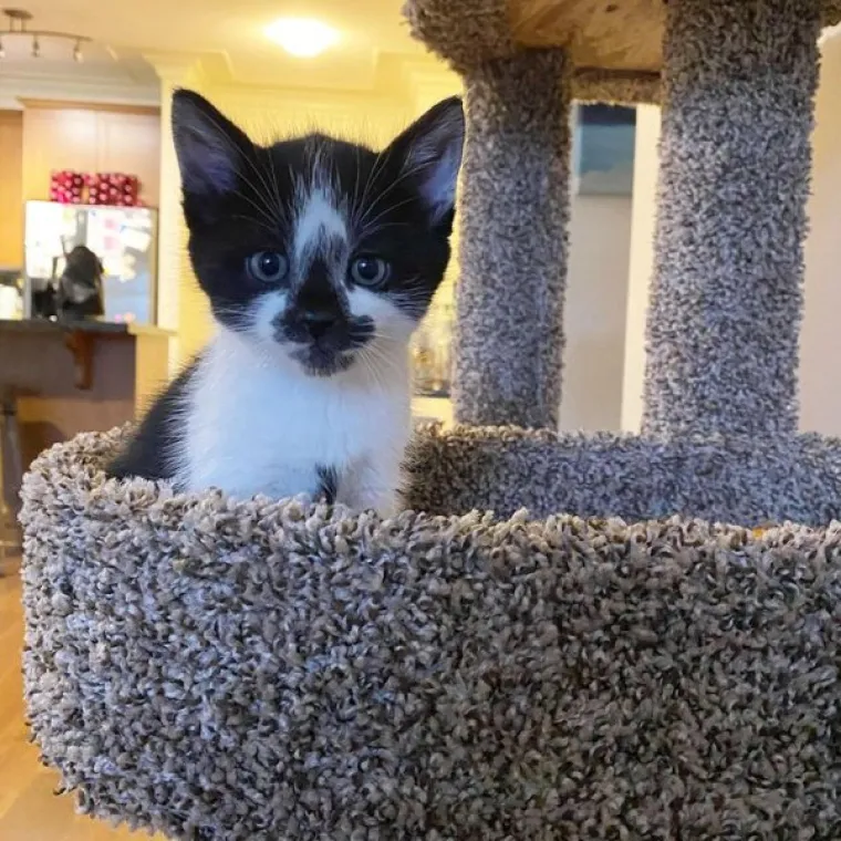 VLASNICI POKAZALI KAKO SU IZGLEDALE NJIHOVE DLAKAVE BEBE: Postoji li ne&scaron;to slađe?