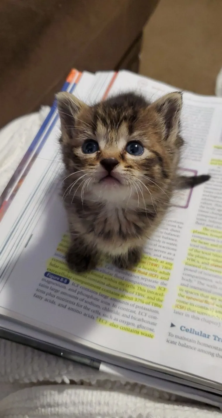 VLASNICI POKAZALI KAKO SU IZGLEDALE NJIHOVE DLAKAVE BEBE: Postoji li ne&scaron;to slađe?