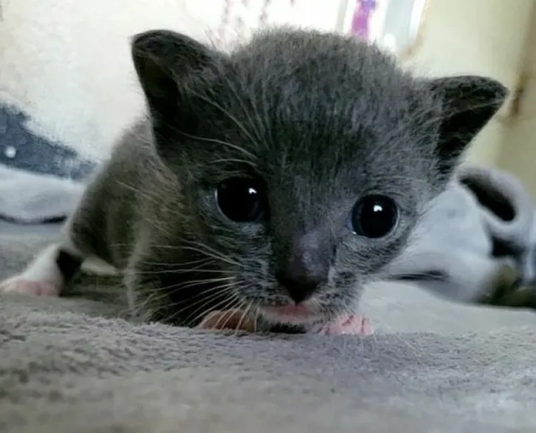 VLASNICI POKAZALI KAKO SU IZGLEDALE NJIHOVE DLAKAVE BEBE: Postoji li ne&scaron;to slađe?