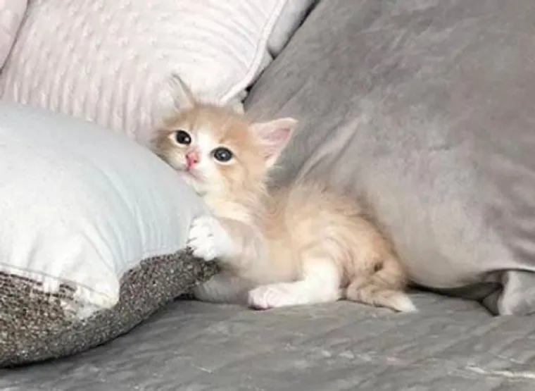 VLASNICI POKAZALI KAKO SU IZGLEDALE NJIHOVE DLAKAVE BEBE: Postoji li ne&scaron;to slađe?