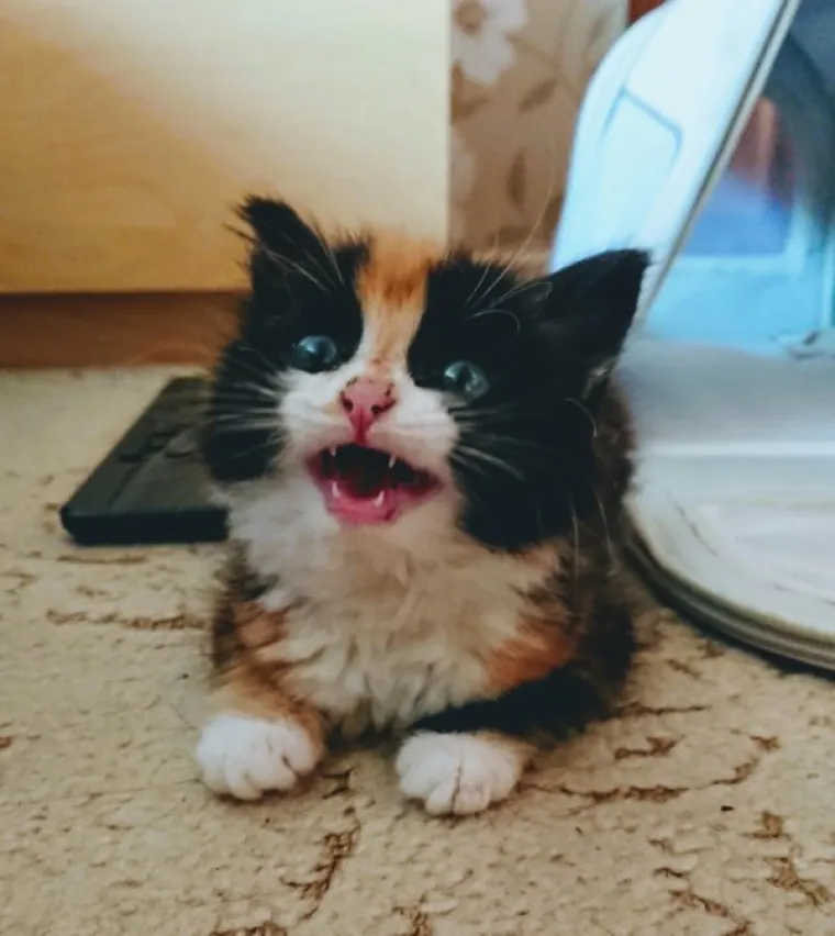 VLASNICI POKAZALI KAKO SU IZGLEDALE NJIHOVE DLAKAVE BEBE: Postoji li ne&scaron;to slađe?