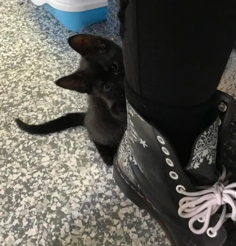 VLASNICI POKAZALI KAKO SU IZGLEDALE NJIHOVE DLAKAVE BEBE: Postoji li ne&scaron;to slađe?