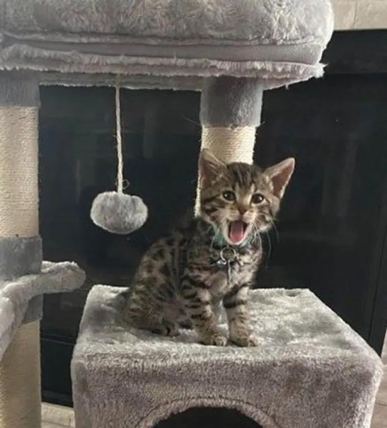 VLASNICI POKAZALI KAKO SU IZGLEDALE NJIHOVE DLAKAVE BEBE: Postoji li ne&scaron;to slađe?