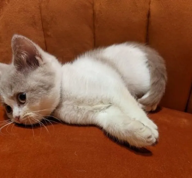 VLASNICI POKAZALI KAKO SU IZGLEDALE NJIHOVE DLAKAVE BEBE: Postoji li ne&scaron;to slađe?