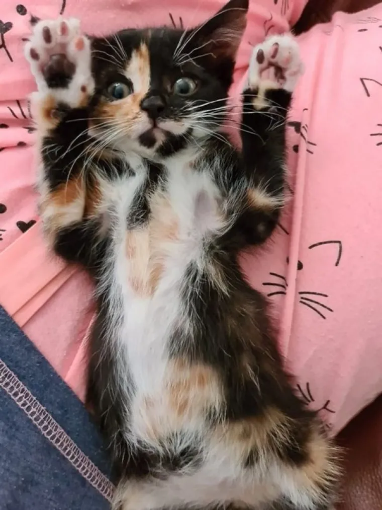 VLASNICI POKAZALI KAKO SU IZGLEDALE NJIHOVE DLAKAVE BEBE: Postoji li ne&scaron;to slađe?