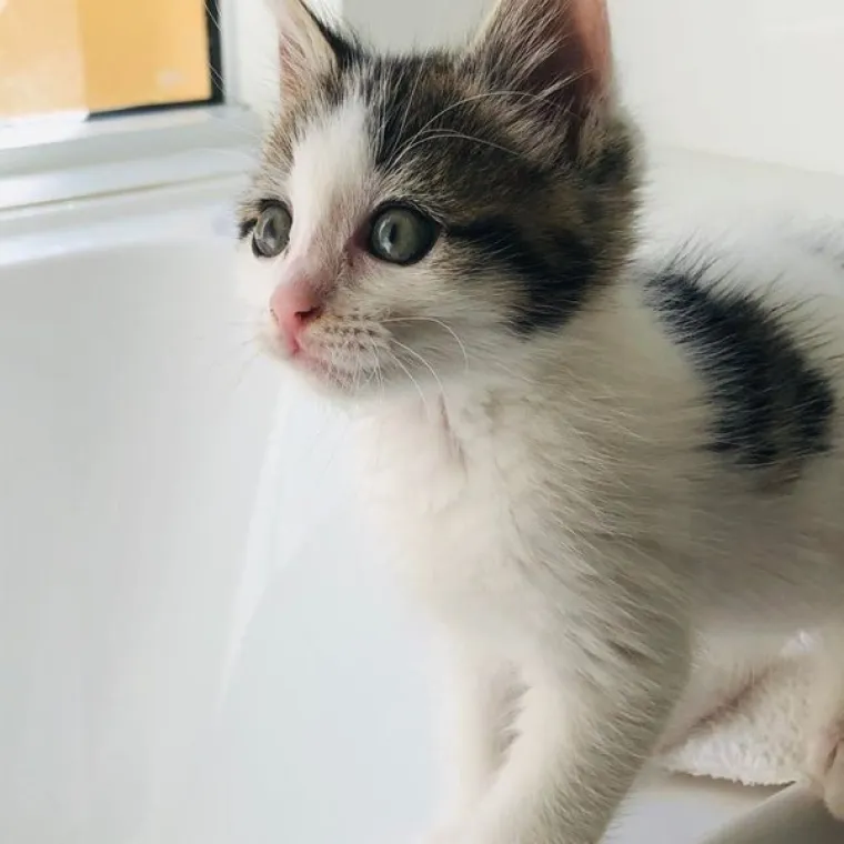 VLASNICI POKAZALI KAKO SU IZGLEDALE NJIHOVE DLAKAVE BEBE: Postoji li ne&scaron;to slađe?