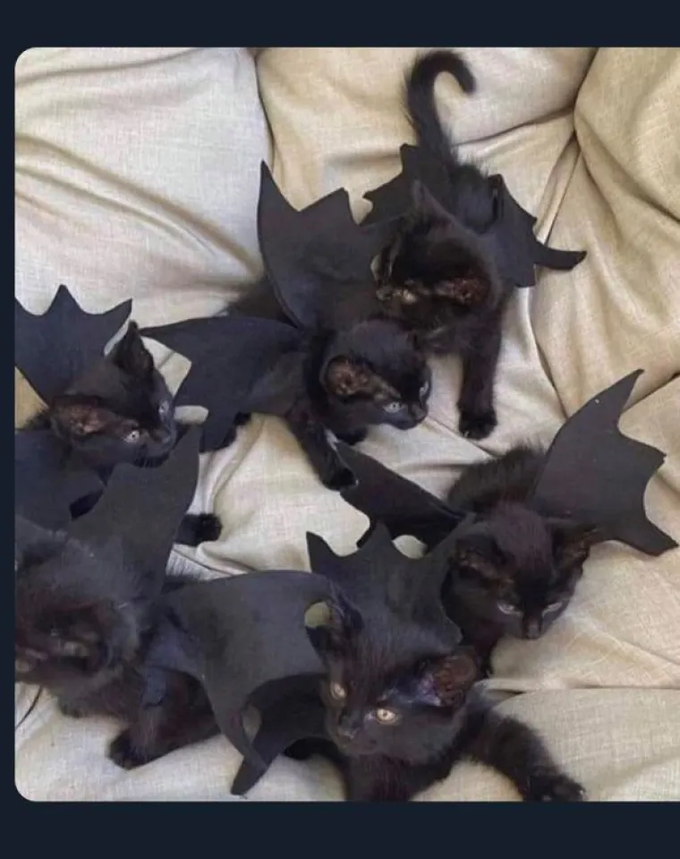 VLASNICI POKAZALI KAKO SU IZGLEDALE NJIHOVE DLAKAVE BEBE: Postoji li ne&scaron;to slađe?