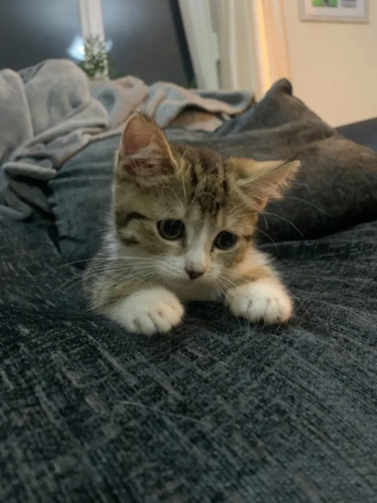 VLASNICI POKAZALI KAKO SU IZGLEDALE NJIHOVE DLAKAVE BEBE: Postoji li ne&scaron;to slađe?